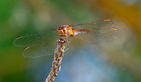 Southern darter
