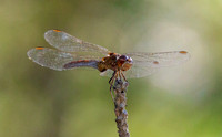 Southern darter