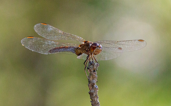 Southern darter