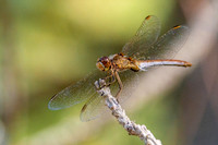 Southern darter