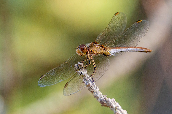 Southern darter