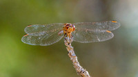 Southern darter