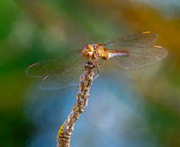 Southern darter