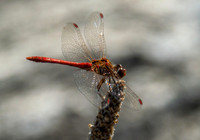 Southern darter