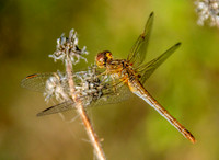 Southern darter