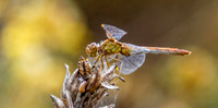 Southern darter