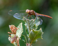 Southern darter