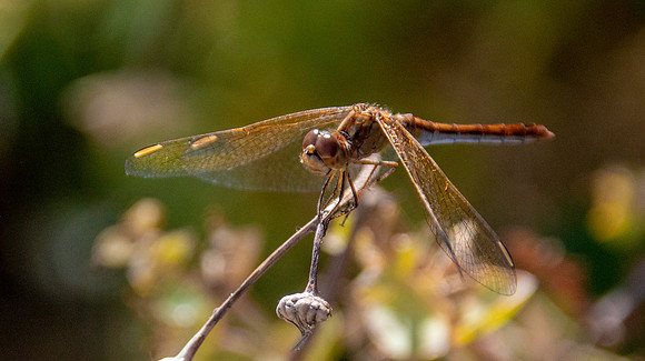 Yellow winged darter