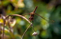 Yellow winged darter