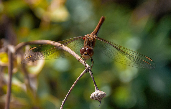 Yellow winged darter