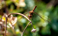 Yellow winged darter