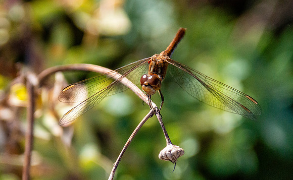 Yellow winged darter