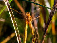 Yellow winged darter