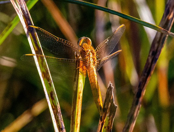 Yellow winged darter