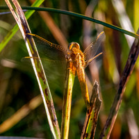 Yellow winged darter