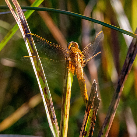 Yellow winged darter