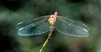 Yellow winged darter