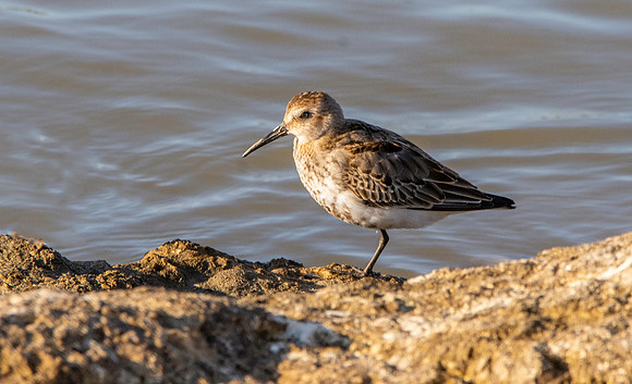 Dunlin, juvenile
