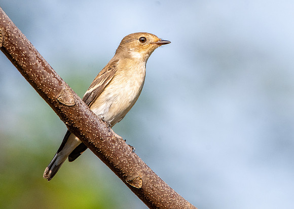 European pied flycatcher, female