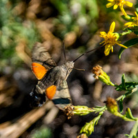 Hummingbird Hawk moth
