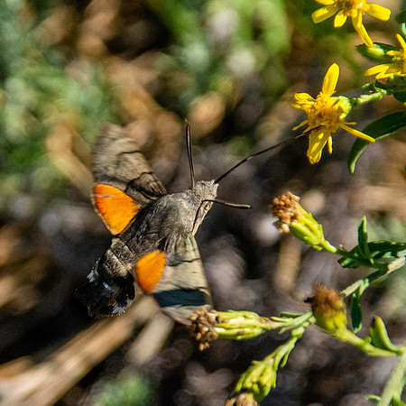 Hummingbird Hawk moth