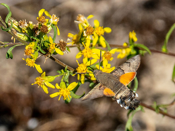 Hummingbird Hawk moth