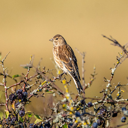 Linnet, juvenile