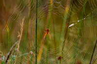 Marbled orb weaver spider