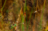 Marbled orb weaver spider