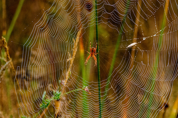 Marbled orb weaver spider