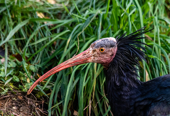 Waldrapp ibis