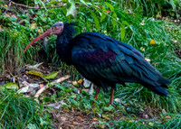 Waldrapp ibis