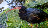 Waldrapp ibis
