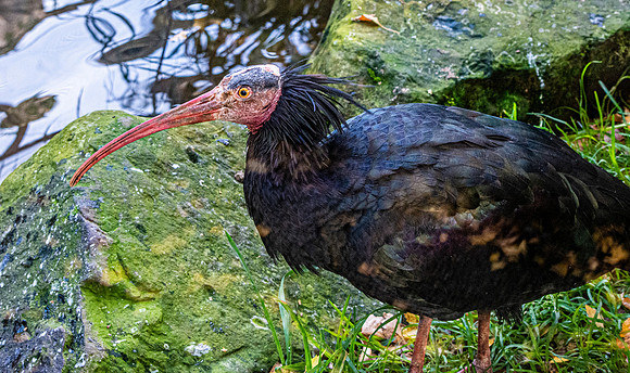 Waldrapp ibis