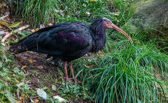 Waldrapp ibis