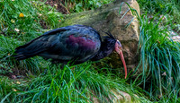 Waldrapp ibis