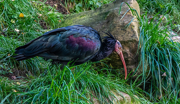 Waldrapp ibis