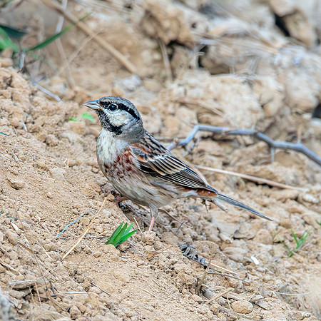 White capped bunting, male