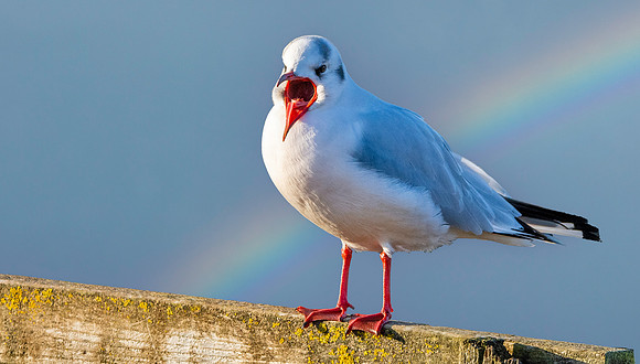 Black headed gull