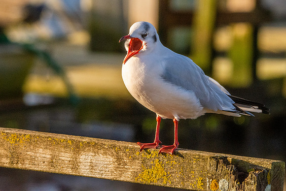 Black headed gull