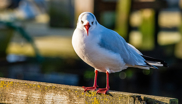 Black headed gull