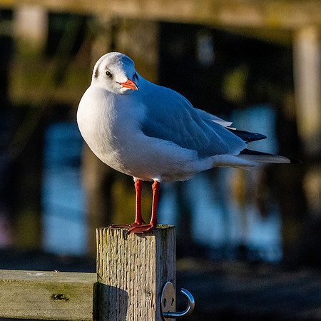 Black headed gull