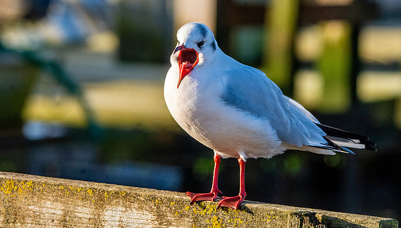 Black headed gull