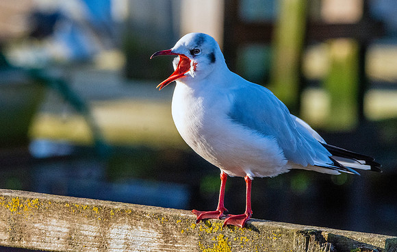 Black headed gull