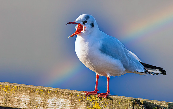 Black headed gull