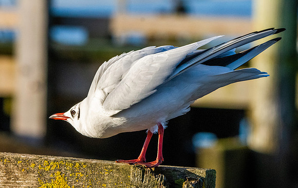 Black headed gull