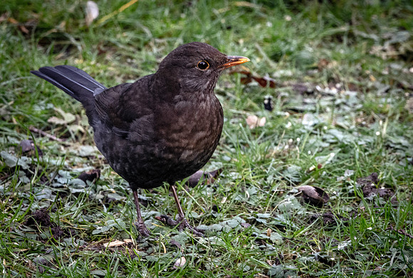 Blackbird, female