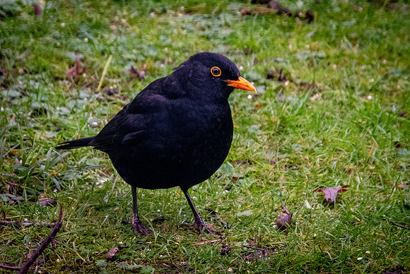 Blackbird