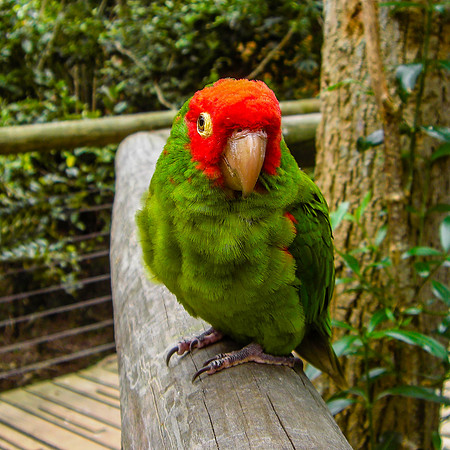 Cherry headed conure