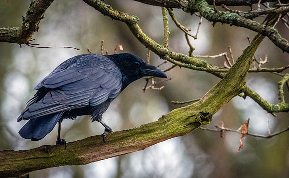 Carrion crow
